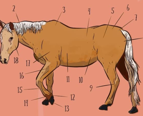 Ricetta da nutrizionista con carne di cavallo